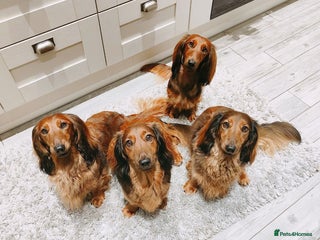 Dachshund dogs - Advert 6