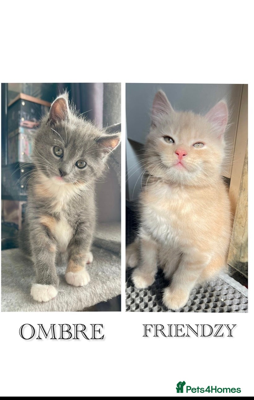 Mixed Breed cats 3/4 Maine Coon Kitten - Advert 16