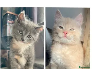 Mixed Breed cats 3/4 Maine Coon Kitten - Advert 16