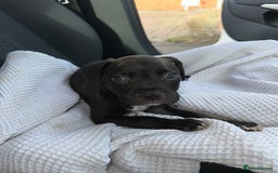Mixed Breed dogs for sale: Staff x cane corso puppies - Image 11