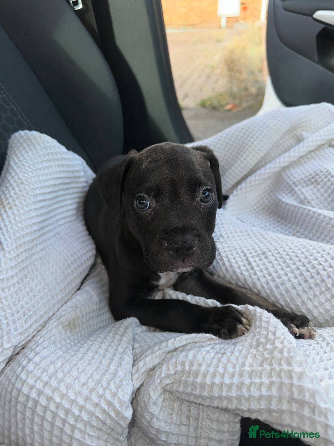 Mixed Breed dogs for sale: Staff x cane corso puppies - Image 11