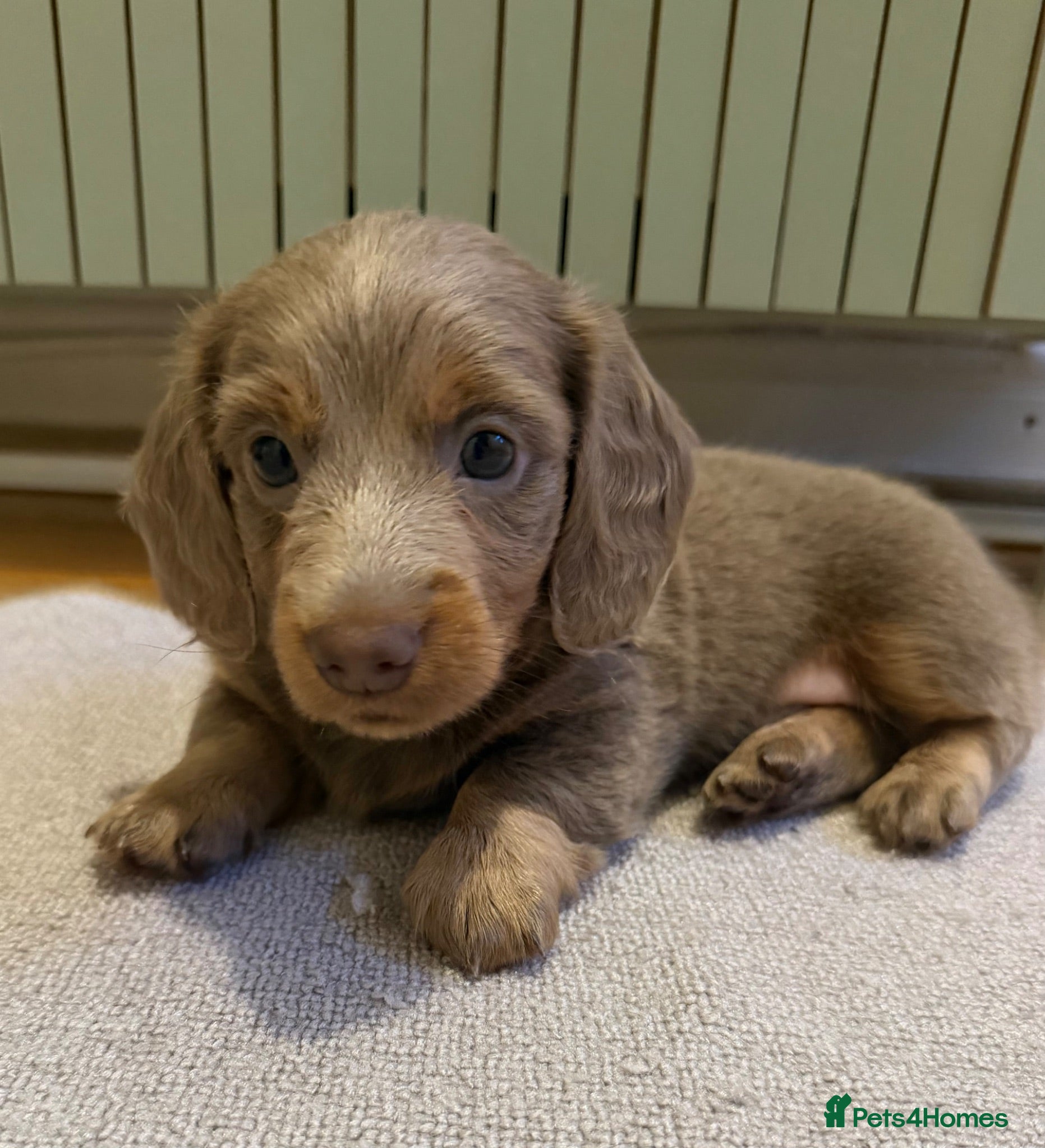 Miniature Dachshund dogs Long haired miniature dachshunds - last boy left!! - Advert 2