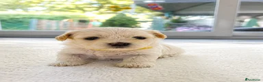 Maltese 1