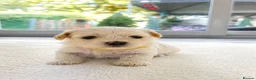 Maltese dogs for sale: Beautiful Maltese Puppies – Loving Family Homes - Advert 34