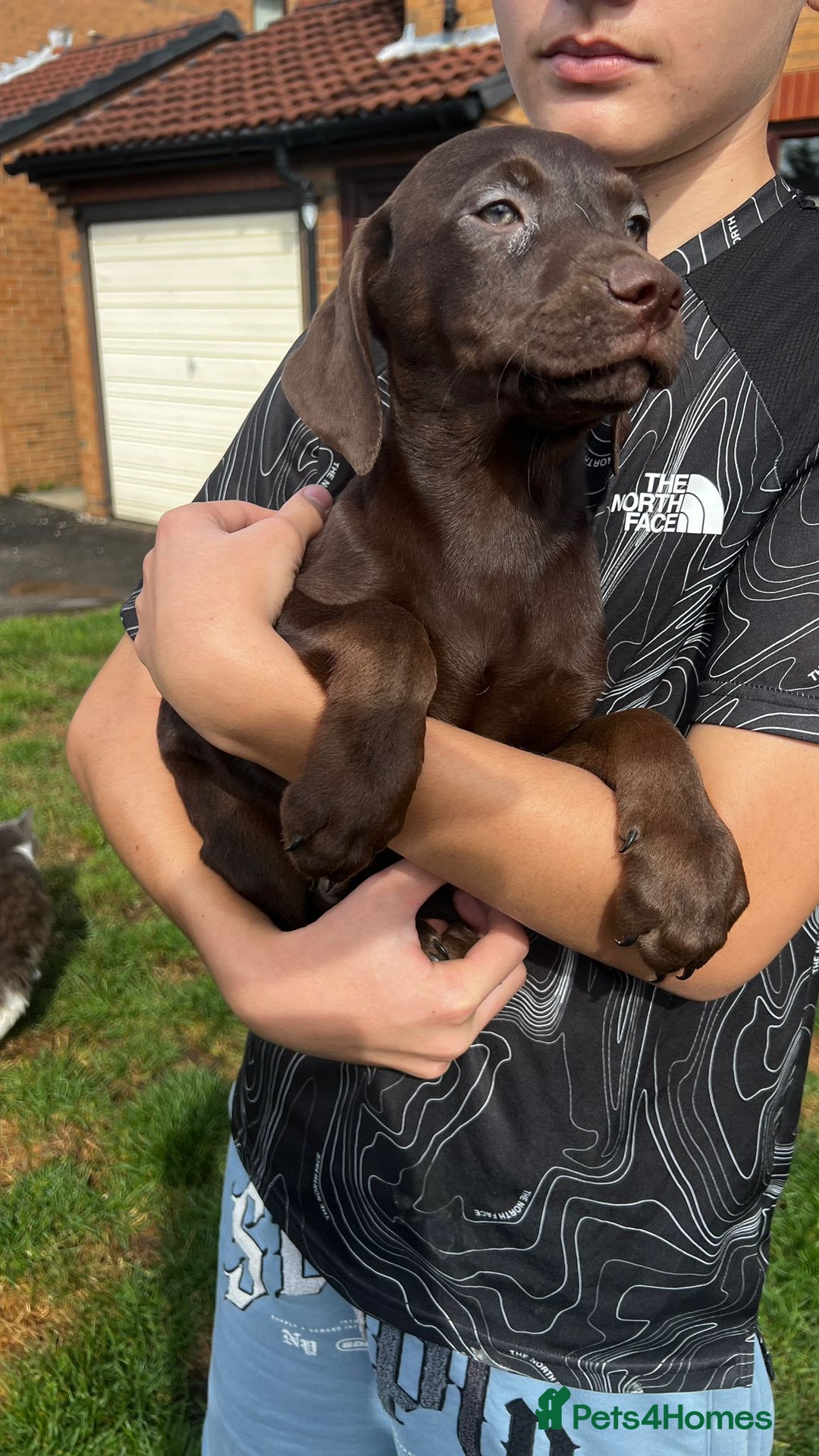 Mixed Breed dogs for sale: HUNGAROAN VIZSLADOR PUPPIES - VIZSLA x LABRADOR - Image 11