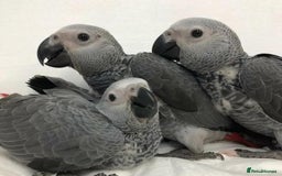 Parrots birds for sale: 12w Hand reared Congo African grey parrot babies  - Advert 15
