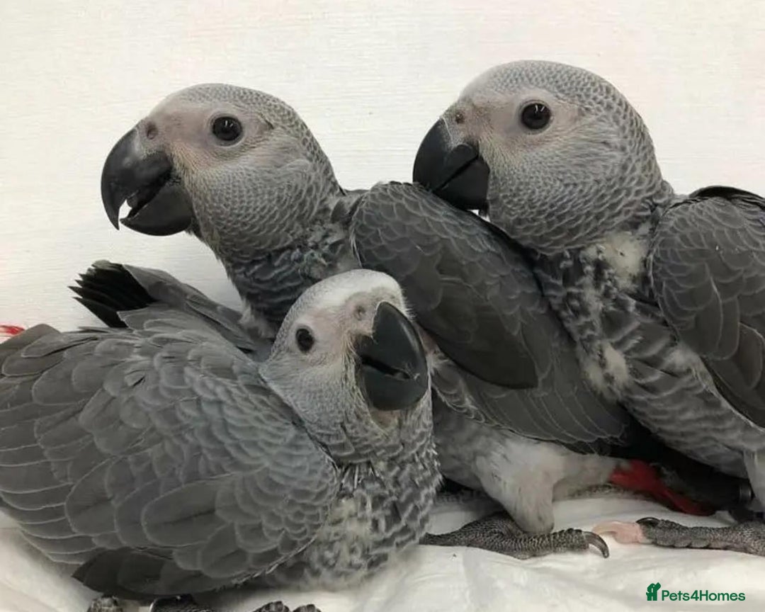 Parrots birds for sale: 12w Hand reared Congo African grey parrot babies  - Advert 15