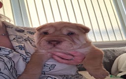 Shar Pei dogs for sale: Stunning boy shar pei (please watch video) - Image 2
