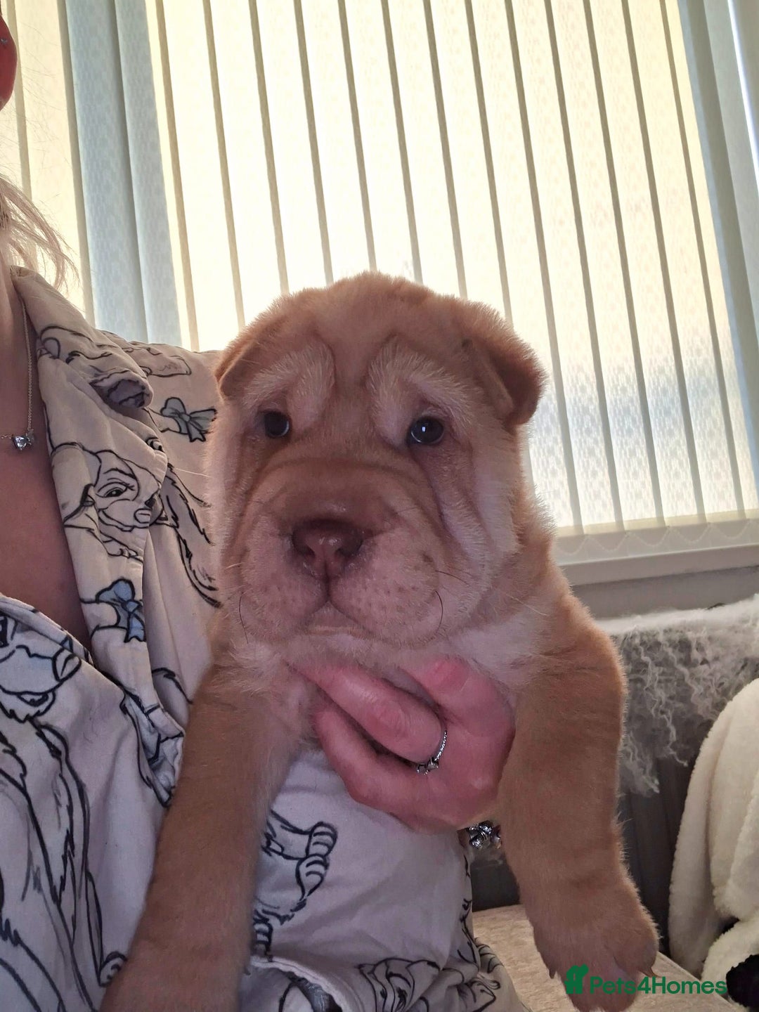 Shar Pei dogs for sale: Stunning boy shar pei (please watch video) - Image 2