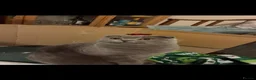 Scottish Fold cats for stud: Scottish Fold for Stud  - Advert 5