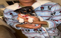 Jack Russell dogs for sale: Jack Russell Pure Breed Puppy’s  - Image 21