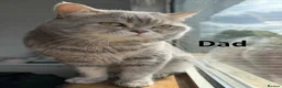 British Shorthair cats for sale: Adorable British Shorthair Cross Kitten. in Nottingham - Advert 2
