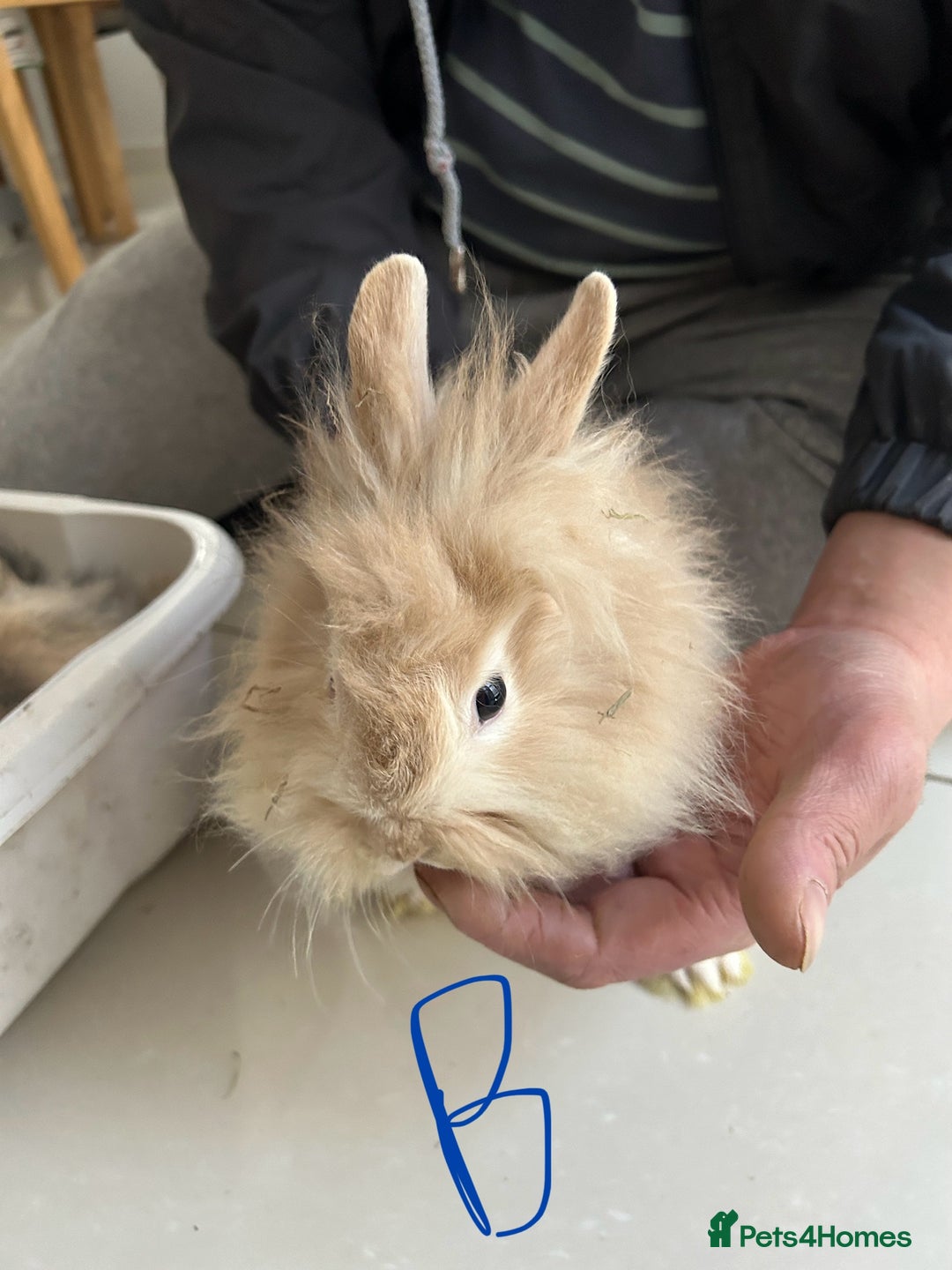 Lionhead rabbits for sale: Lionhead  - Advert 2