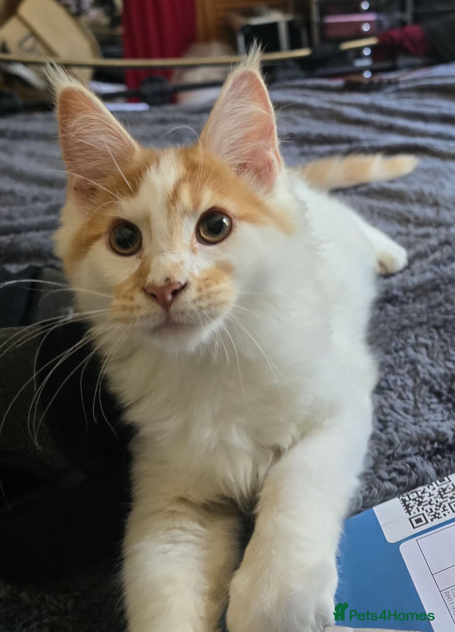 Maine Coon cats Maincoon boy  - Advert 2