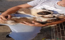Saint Bernard dogs for sale: Saint Bernard puppies  - Image 7