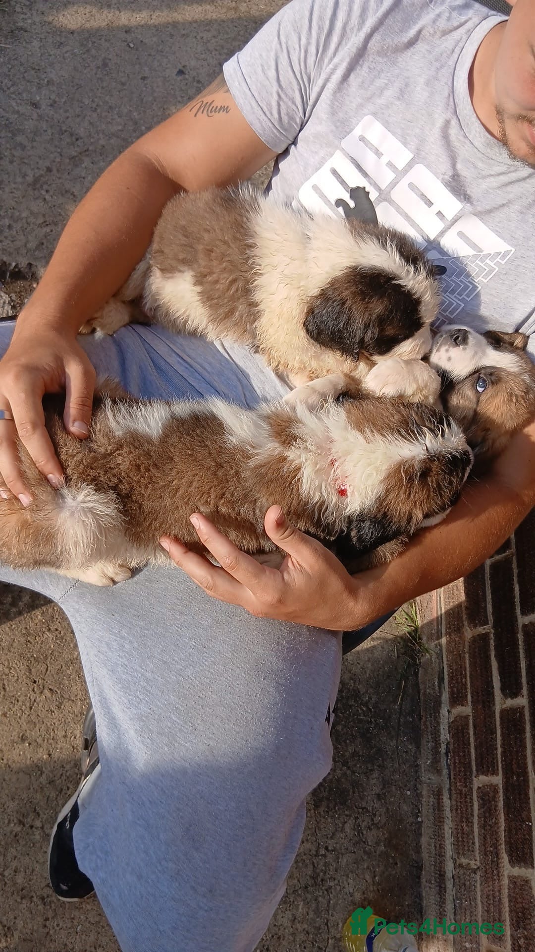 Saint Bernard dogs for sale: Saint Bernard puppies  - Image 7