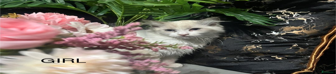 Ragdoll Kitten 4