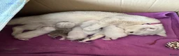 British Shorthair cats for sale: Beautiful BSH Blue Golden TICA kittens - Advert 26