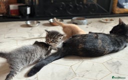 Mixed Breed cats for sale: Beautiful and Cute Kittens - Image 6