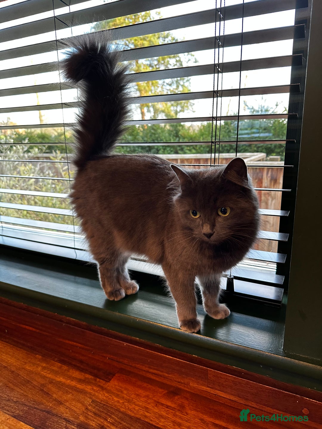 Russian Blue cats for sale: Sweet 4 Year Old Russian Blue Girl  - Image 4