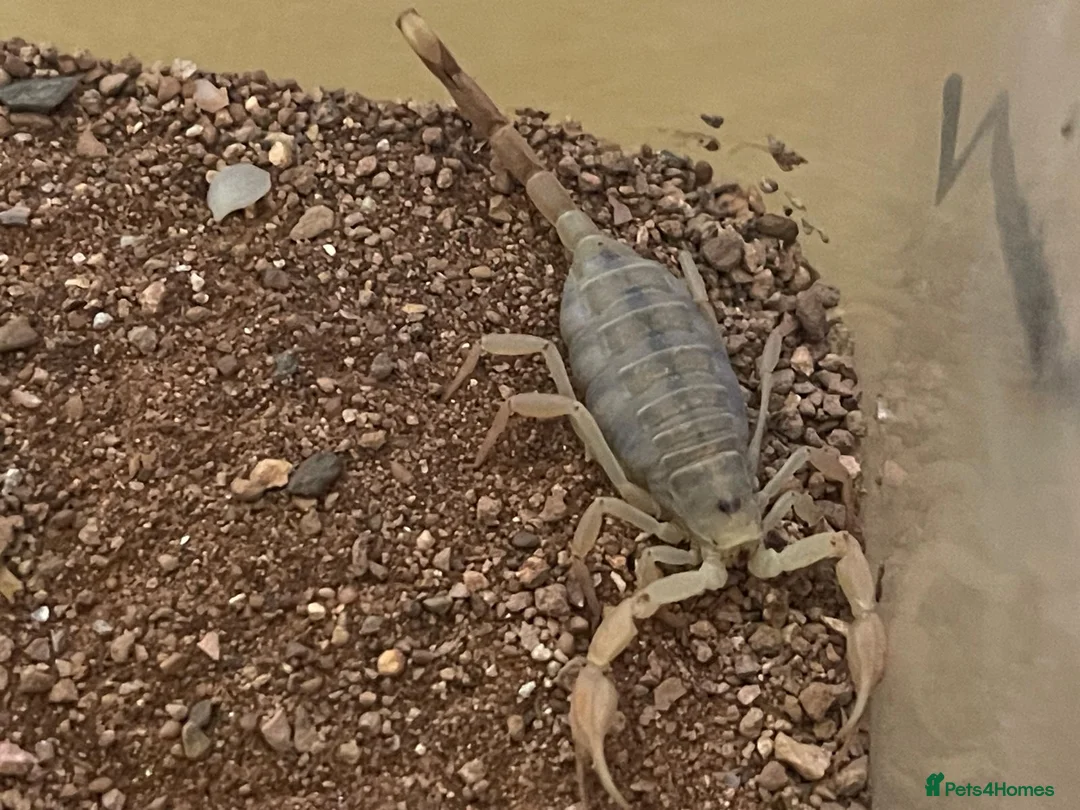 Scorpions invertebrates for sale: My Pet Scorpion - Advert 4