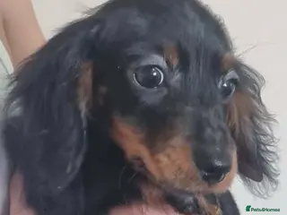 Miniature Dachshund dogs 2 beautiful pups - Advert 15