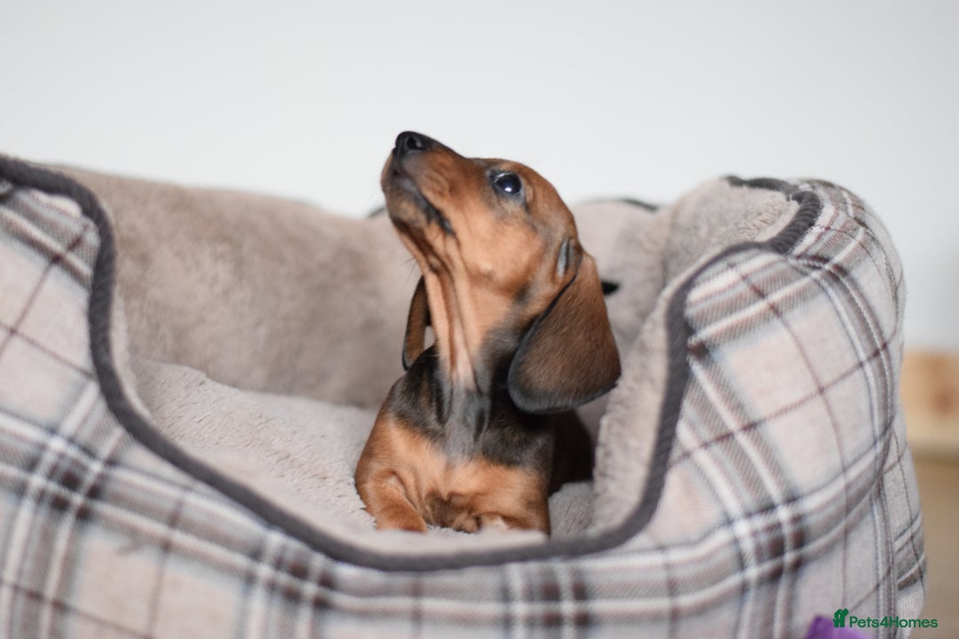 Miniature Dachshund dogs for sale: 🌟Gorgeous Miniature Dachshunds🌟 - Advert 33