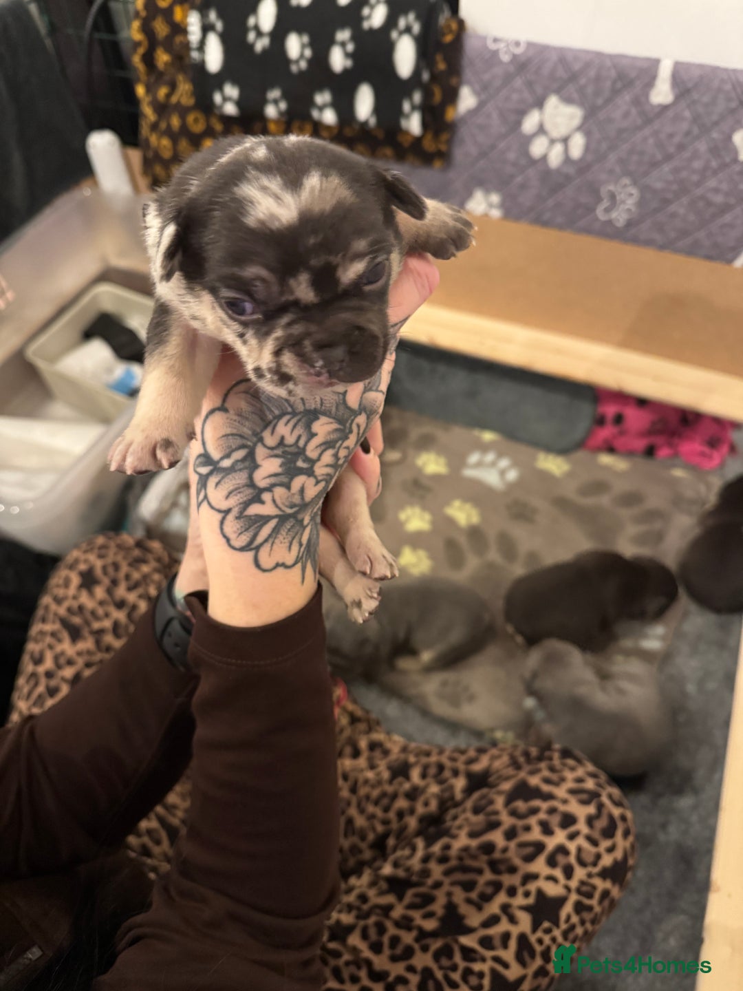 French Bulldog dogs for sale: French bulldog puppies for sale  - Advert 4