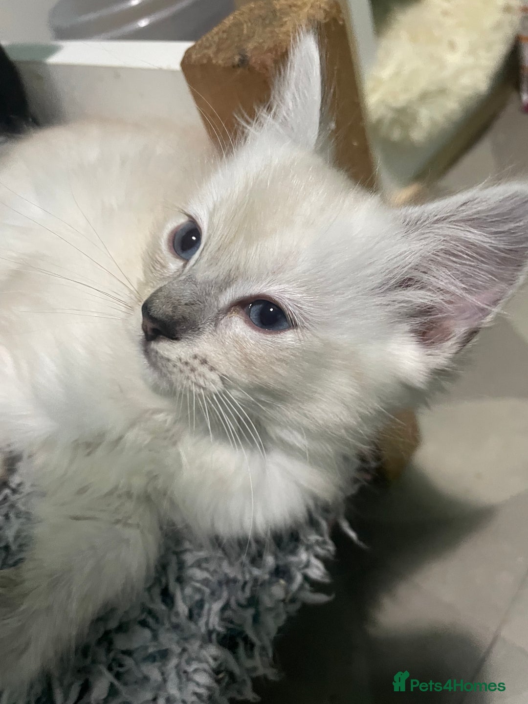 Ragdoll cats for sale: Beautiful ragdoll kittens  - Advert 13