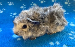 Guinea Pig rodents for sale: Beautiful baby boar Guinea pigs  - Image 2