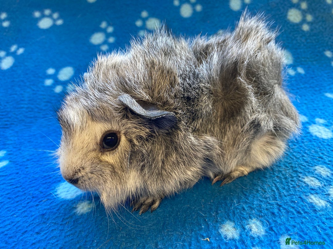 Guinea Pig rodents for sale: Beautiful baby boar Guinea pigs  - Image 2