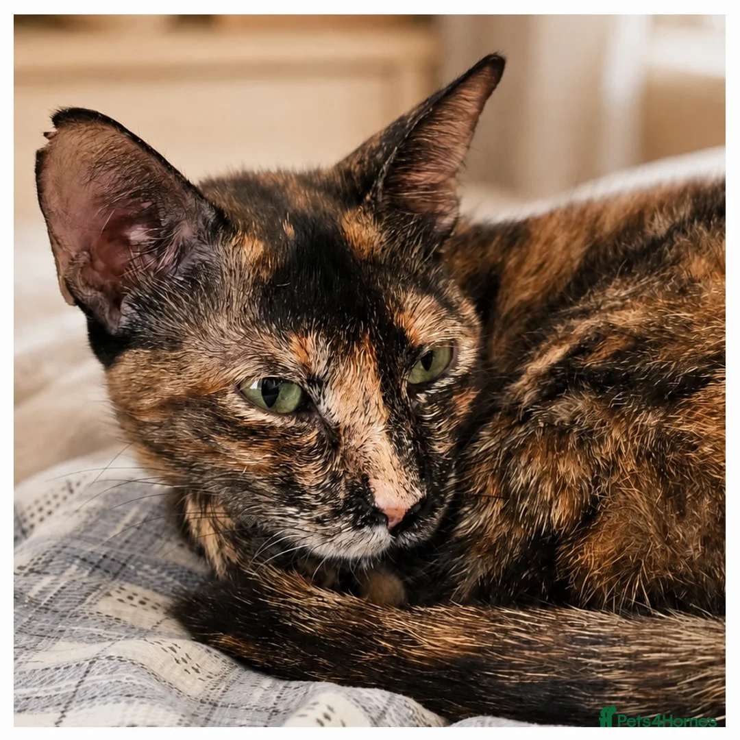 Mixed Breed cats for adoption: Siren - Advert 2