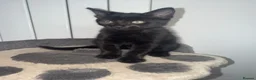 Mixed Breed cats for sale: British Mix Kittens 2 Boys 4 Girls - Advert 15