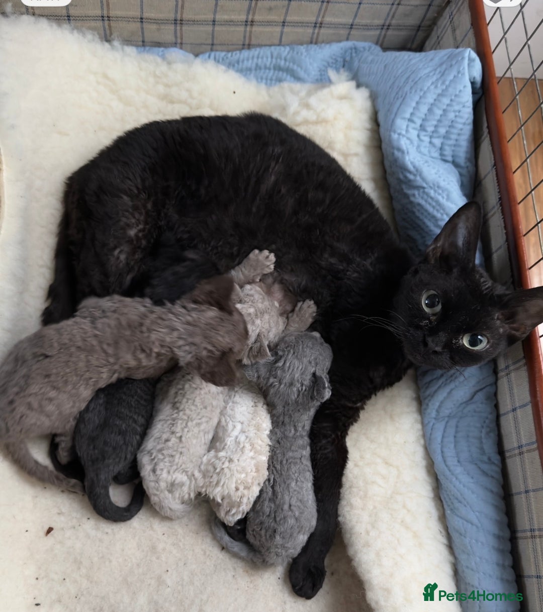 Devon Rex cats for sale: GCCF registered adult boy and girl  - Advert 5