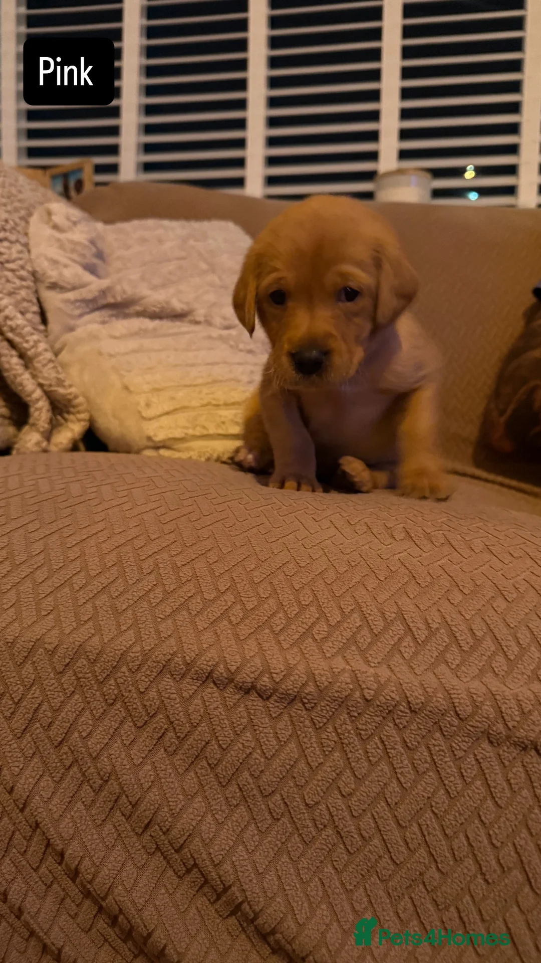 Goldador dogs for sale: Goldador Puppies  - Advert 8