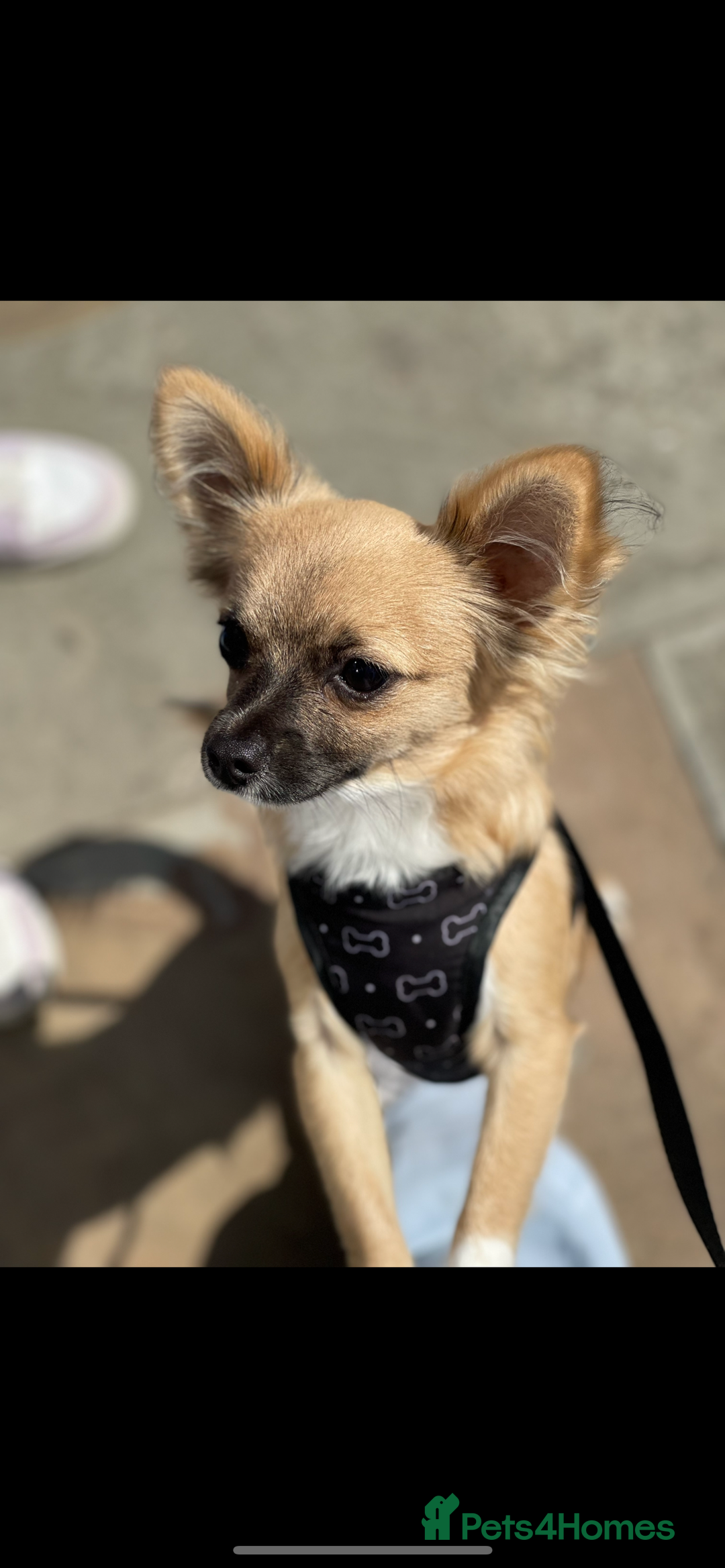 Chorkie dogs for sale: Max - Chorkie - Advert 3