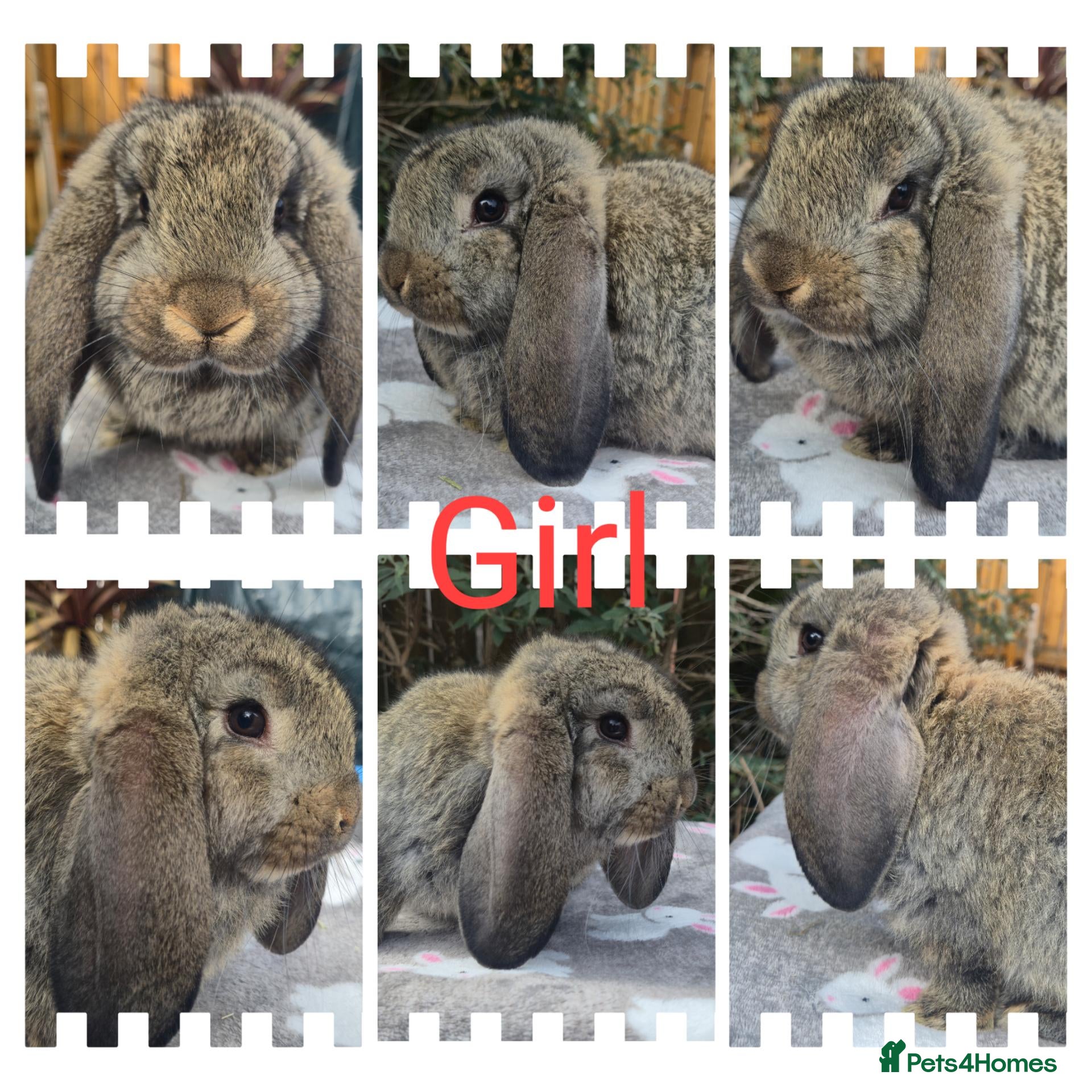 French Lop rabbits  socilised French Lops - Advert 1