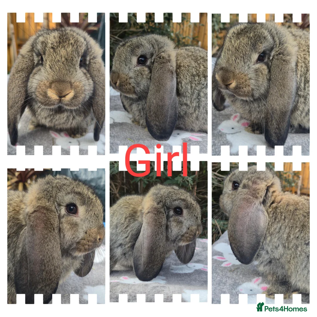 French Lop rabbits for sale:  socilised French Lops - Advert 1