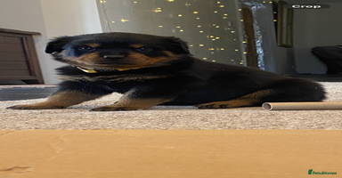 Rottweiler dogs - Advert 9