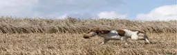 English Springer Spaniel dogs for sale: English Springer spaniel puppies - Advert 16