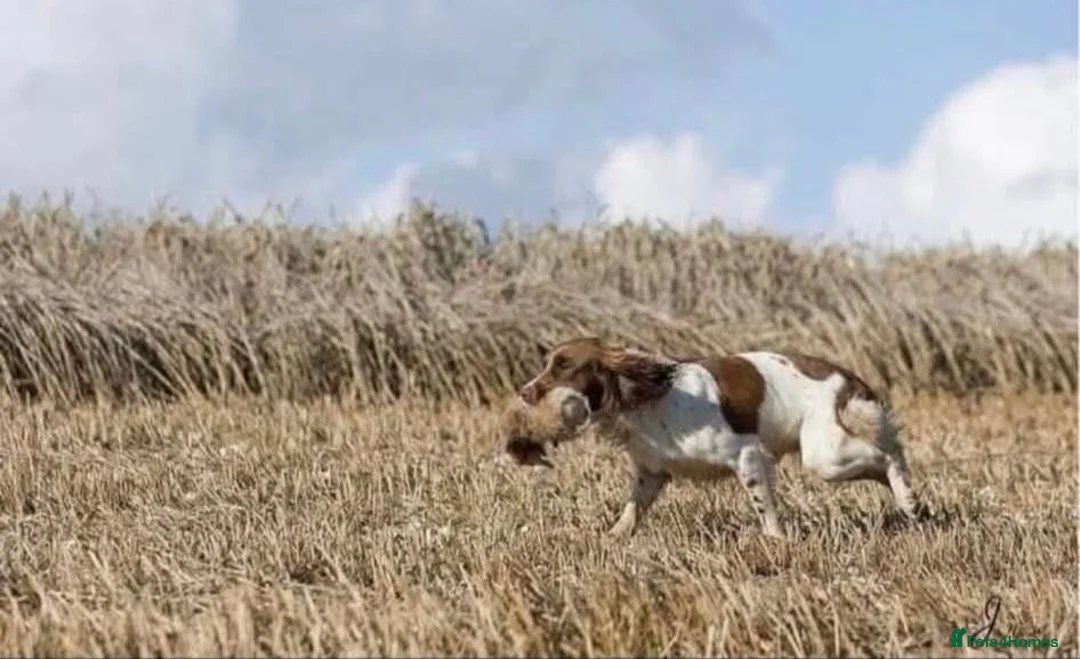 English Springer Spaniel dogs for sale: English Springer spaniel puppies - Advert 16