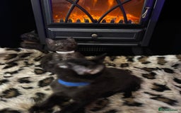 Egyptian Mau cats for sale: Smoke Egyptian MAU x Bengal spotted&marble kittens - Image 22