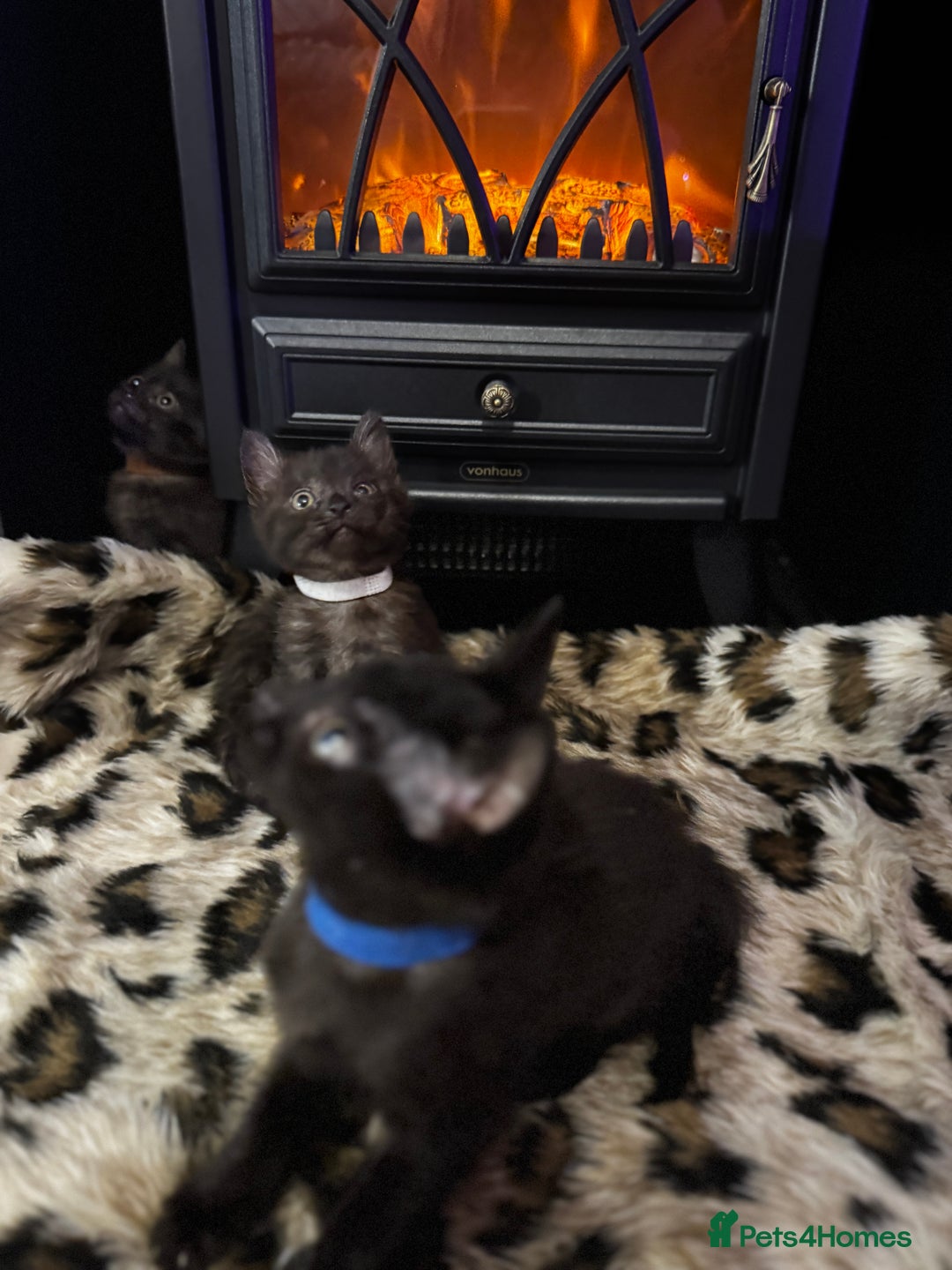 Egyptian Mau cats for sale: Smoke Egyptian MAU x Bengal spotted&marble kittens - Image 22