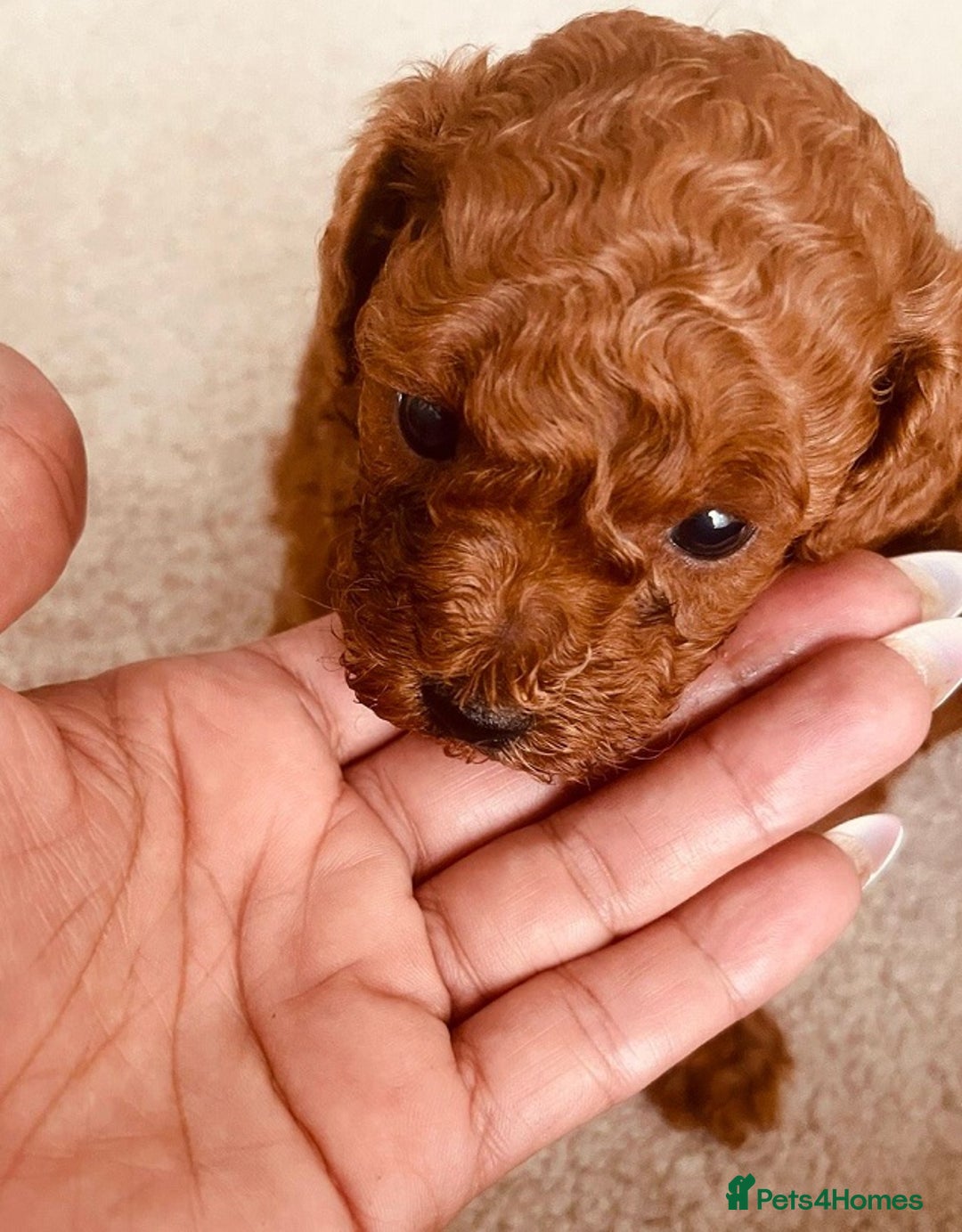 Toy Poodle dogs for sale: Pure bred Red Tiny Toy Poodle Puppies - Advert 2