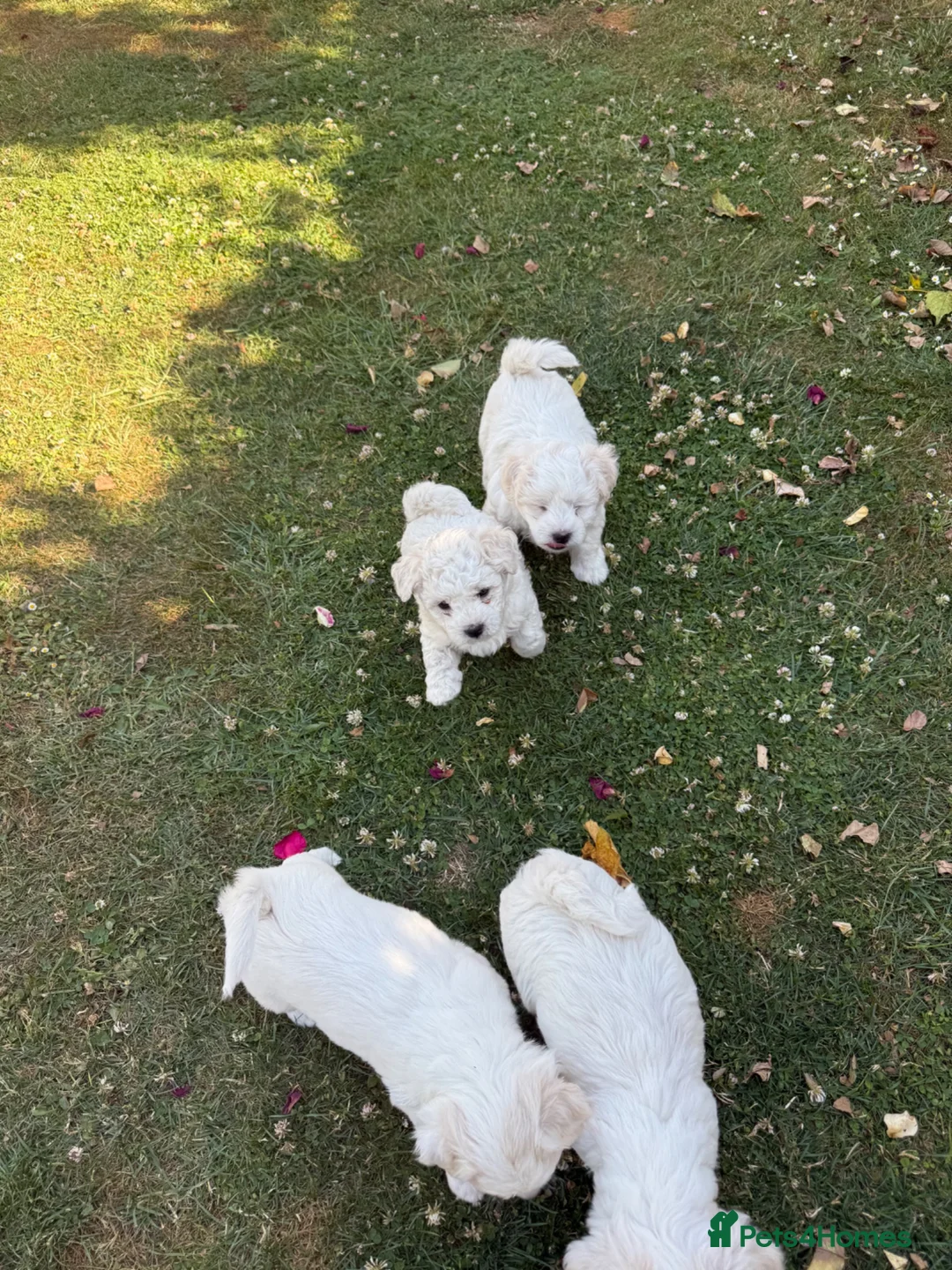 Bichon Frise dogs for sale: Bichon frise - Advert 2