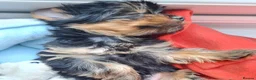 Yorkshire Terrier dogs for stud: Male Fererro.  Stud - Advert 7
