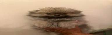 Pomeranian 2