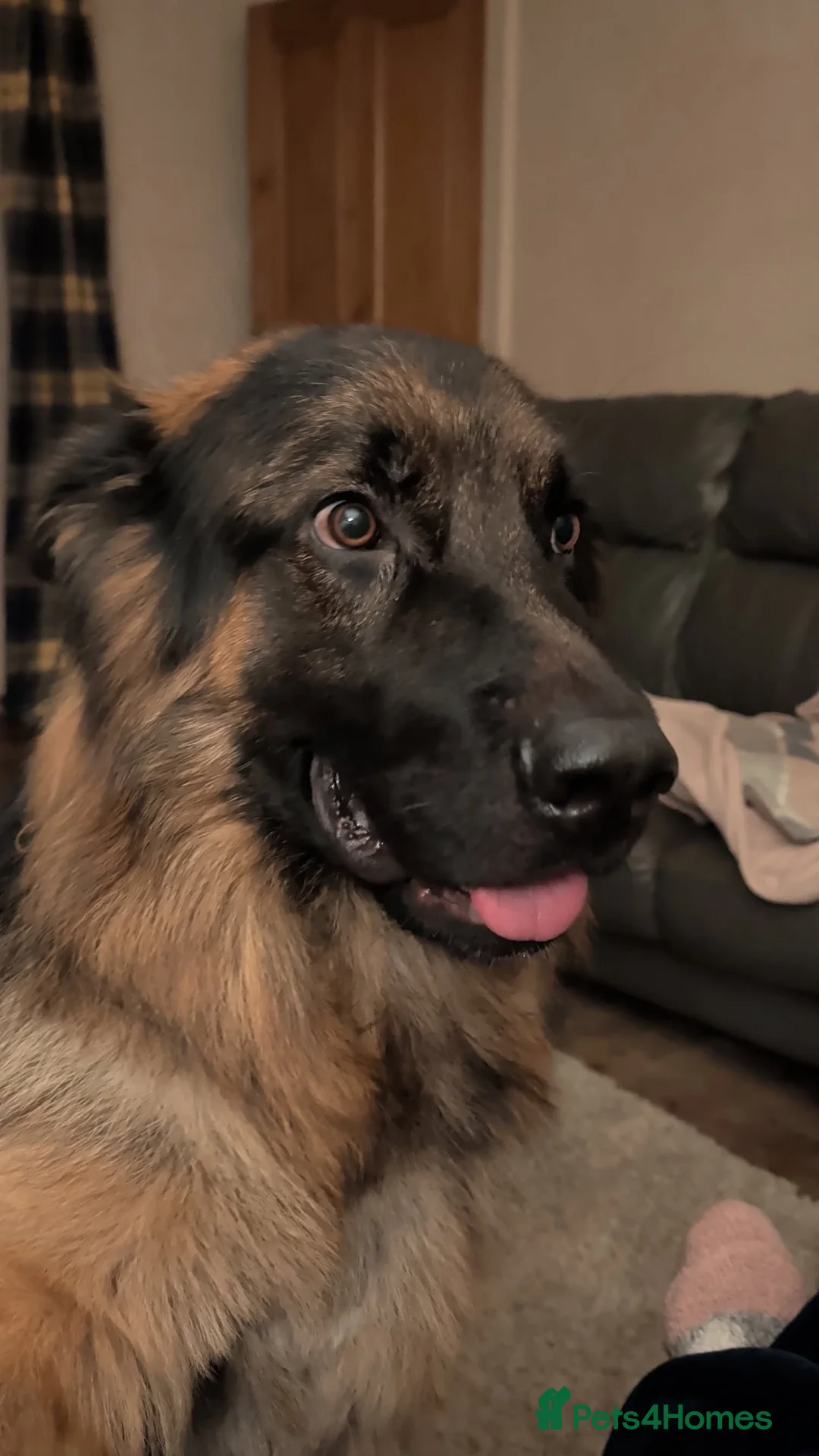 German Shepherd dogs for sale: Max!! - Advert 3