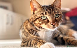 Bengal cats for sale: Beautiful Bengal/Tuxedo Cats  - Image 10