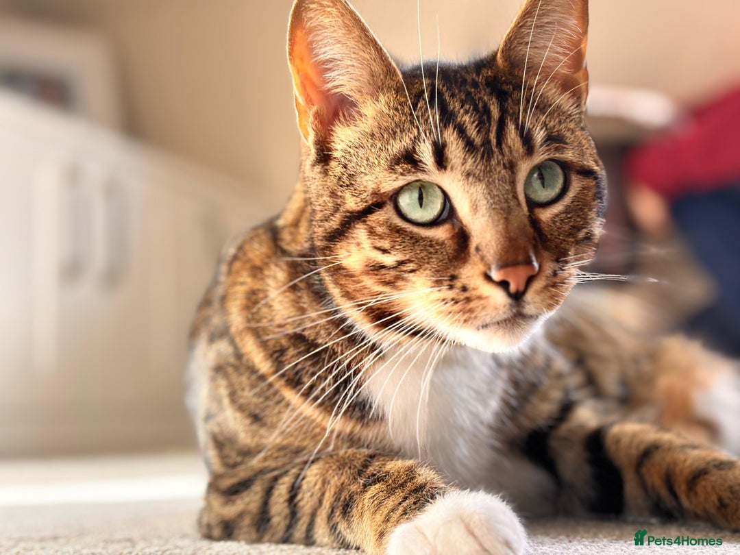 Bengal cats for sale: Beautiful Bengal/Tuxedo Cats  - Image 10